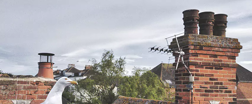 Chimney Cleaning And Restoration in Inver Grove Heights, Minnesota